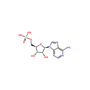 5'-腺苷酸, 10mM in DMSO