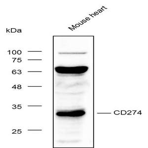 Anti-CD274 Polyclonal Antibody