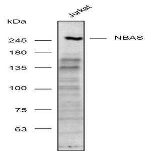 Anti-NBAS Polyclonal Antibody