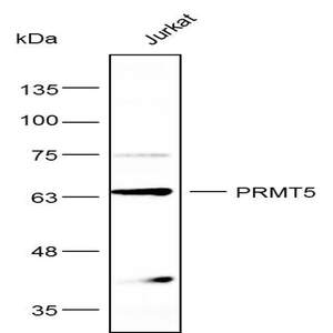 Anti-PRMT5 Polyclonal Antibody