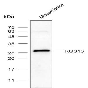 Anti-RGS13 Polyclonal Antibody