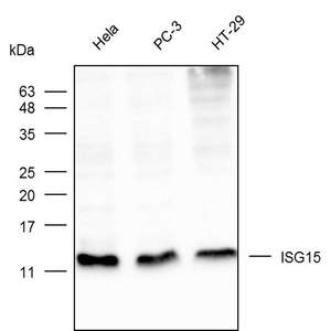 Anti-ISG15 Polyclonal Antibody