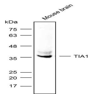 Anti-TIA1 Polyclonal Antibody