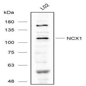 Anti-NCX1 Polyclonal Antibody