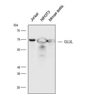 Anti-GLUL Polyclonal Antibody