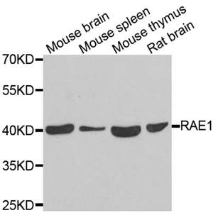 Anti-RAE1 Polyclonal Antibody