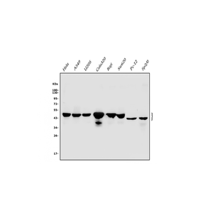 Anti-Cbx8 Antibody,500 ug/ml