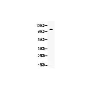 Anti-SP1 Antibody,500 ug/ml