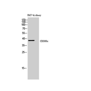 Anti-CD300C Antibody,500 ug/ml