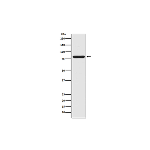 Anti-STAT5A Antibody,500 ug/ml