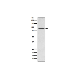 Anti-PDE4D Antibody,500 ug/ml