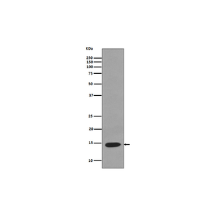 Anti-LYZ Antibody,500 ug/ml