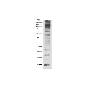 Anti-UBB Antibody,500 ug/ml