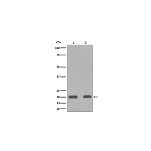 Anti-BAX Antibody,500 ug/ml