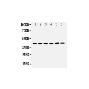 Anti-TRAM1 Antibody,500 ug/ml