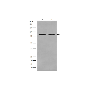 Anti-STAT3 Antibody,500 ug/ml