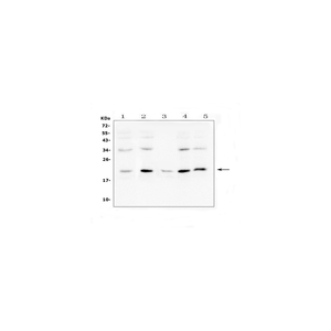 Anti-BCL2L2 Antibody,500 ug/ml