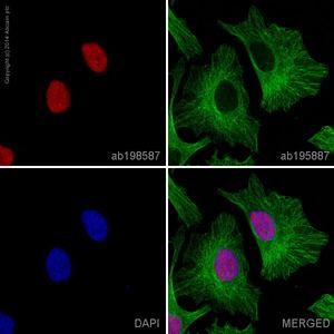 重组Alexa Fluor® 647荧光Anti-Ku80抗体[EPR3468] (ab198587)