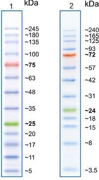 Prestained蛋白Ladder – Extra broad molecular weight (5 - 245 kDa) (ab116029)