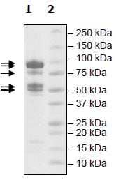 重组人RbAp48+EED+SUZ12+AEBP2+EZH2 (mutated A738T)蛋白(Active) (ab271499)