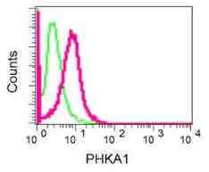 重组Anti-PHKA1抗体[EPR12118] - BSA and Azide free (ab249913)