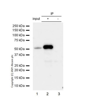 重组Anti-Estrogen Related Receptor alpha抗体[EPR46Y] (ab76228)