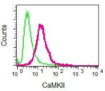 重组Anti-CaMKII抗体[EPR6685(B)] - BSA and Azide free (ab248185)