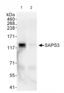 Anti-SAPS3抗体(ab72034)