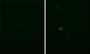 Anti-SARS spike glycoprotein抗体[3A2] - Coronavirus (ab272420)