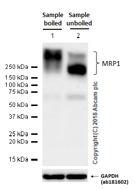 重组Anti-MRP1抗体[EPR4658(2)] - C-terminal (ab180960)