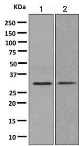 Anti-Syntaxin 6抗体[EP7665] - Golgi膜Marker (ab140607)