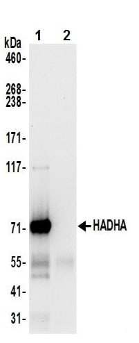 Anti-HADHA抗体(ab241491)