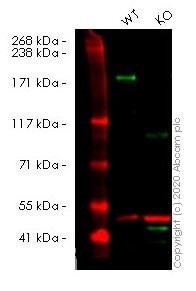 人BAZ1B (WSTF) knockout HeLa cell裂解物(ab257370)